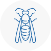 Royton Wasp Nest Removal